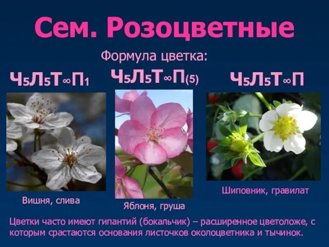Сем. Розоцветные Формула цветка: Ч5Л5Т∞П1 Ч5Л5Т∞П∞ Ч5Л5Т∞П(5) Вишня, слива Яблоня, груша Цветки