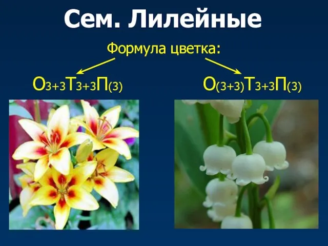 Сем. Лилейные Формула цветка: О3+3Т3+3П(3) О(3+3)Т3+3П(3)