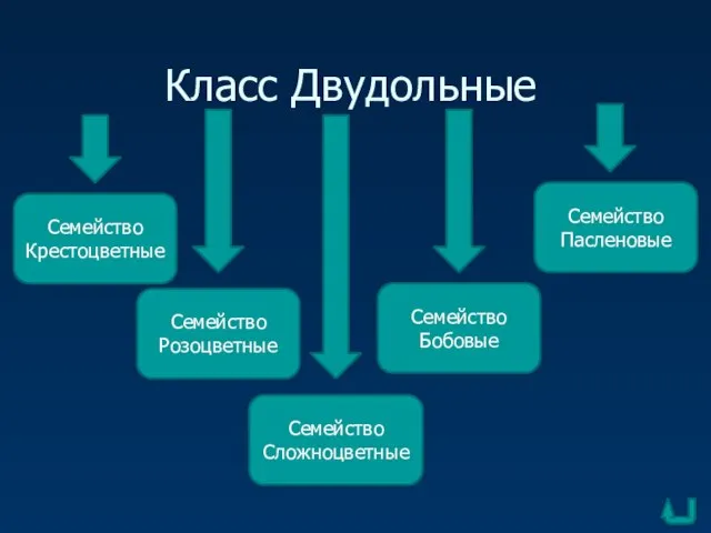 Класс Двудольные Семейство Крестоцветные Семейство Розоцветные Семейство Бобовые Семейство Сложноцветные Семейство Пасленовые