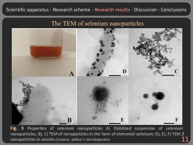 Fig. 3 Properties of selenium nanoparticles A) Stabilized suspension of selenium nanoparticles;