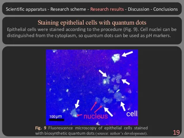 Staining epithelial cells with quantum dots Epithelial cells were stained according to