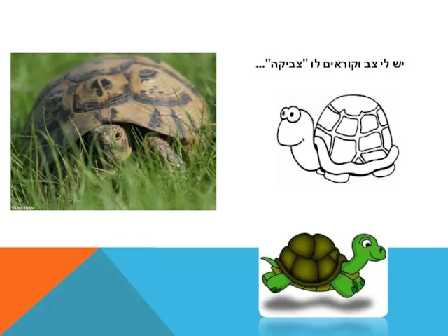 יש לי צב וקוראים לו "צביקה"...