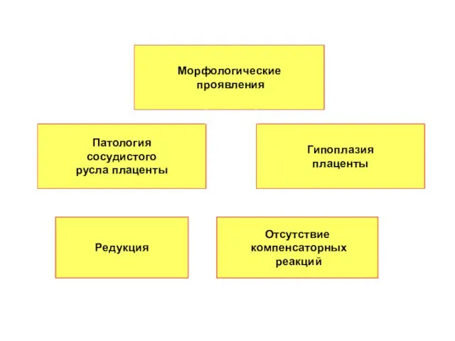 Патология сосудистого русла плаценты Гипоплазия плаценты Морфологические проявления Редукция Отсутствие компенсаторных реакций