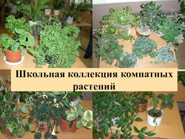Школьная коллекция комнатных растений