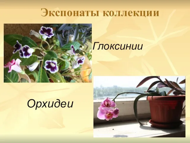 Экспонаты коллекции Орхидеи Глоксинии