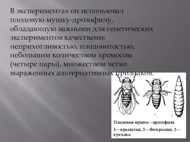 В экспериментах он использовал плодовую мушку-дрозофилу, обладающую важными для генетических экспериментов качествами: