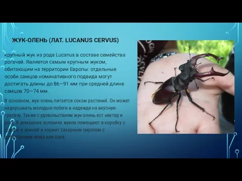 ЖУК-ОЛЕНЬ (ЛАТ. LUCANUS CERVUS) крупный жук из рода Lucanus в составе семейства