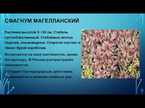 СФАГНУМ МАГЕЛЛАНСКИЙ Растение высотой 5—30 см. Стебель густооблиственный. Стеблевые листья сидячие, языковидные.