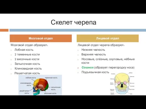 Скелет черепа Мозговой отдел образуют: Лобная кость 2 теменные кости 2 височные