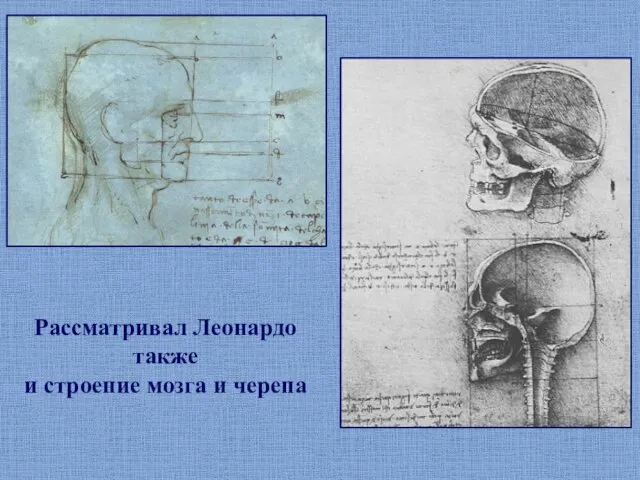 Рассматривал Леонардо также и строение мозга и черепа