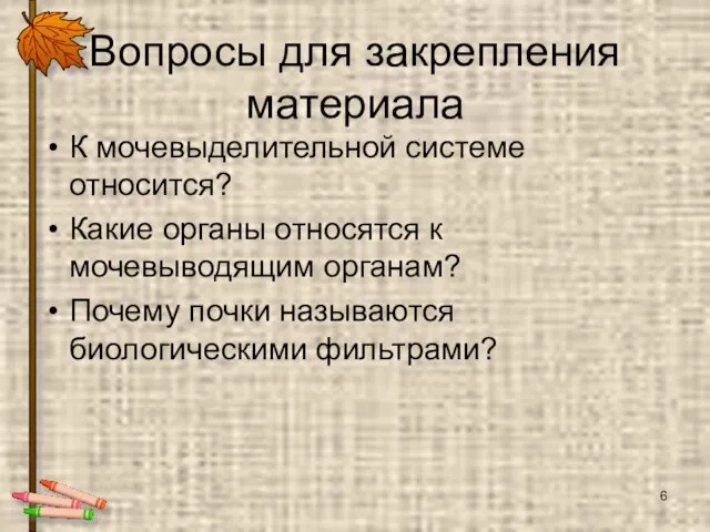 Вопросы для закрепления материала К мочевыделительной системе относится? Какие органы относятся к