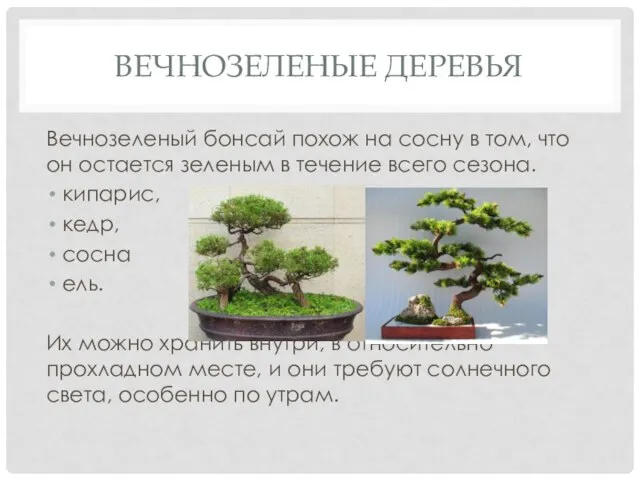 ВЕЧНОЗЕЛЕНЫЕ ДЕРЕВЬЯ Вечнозеленый бонсай похож на сосну в том, что он остается