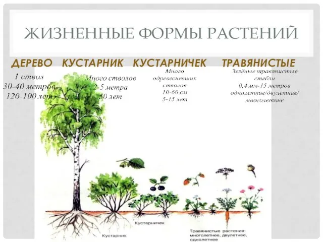 ЖИЗНЕННЫЕ ФОРМЫ РАСТЕНИЙ ДЕРЕВО КУСТАРНИК КУСТАРНИЧЕК ТРАВЯНИСТЫЕ