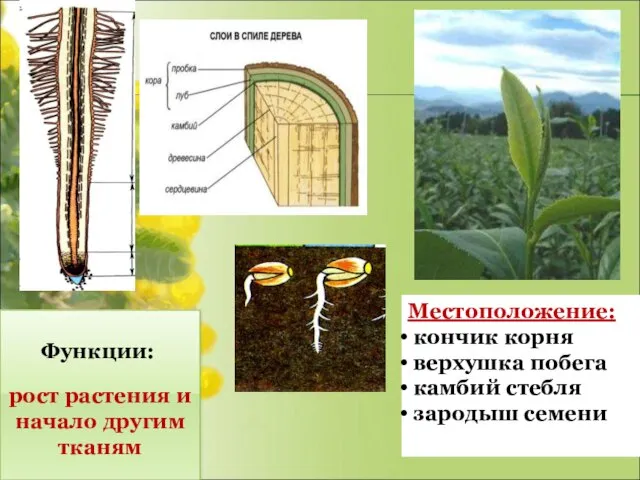 рост растения и начало другим тканям Функции: Местоположение: кончик корня верхушка побега камбий стебля зародыш семени