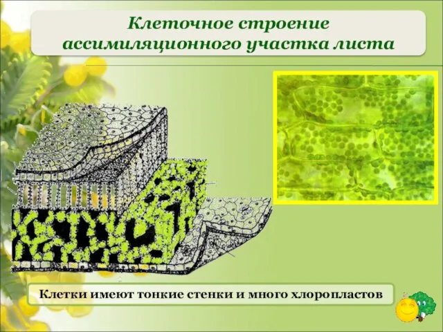 Клеточное строение ассимиляционного участка листа Клетки имеют тонкие стенки и много хлоропластов