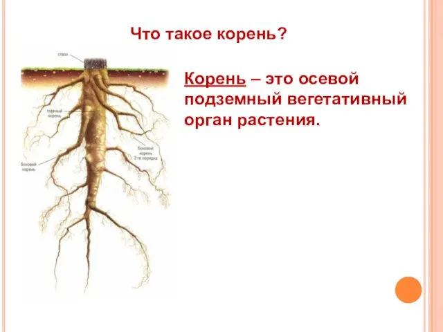 Что такое корень? Корень – это осевой подземный вегетативный орган растения.