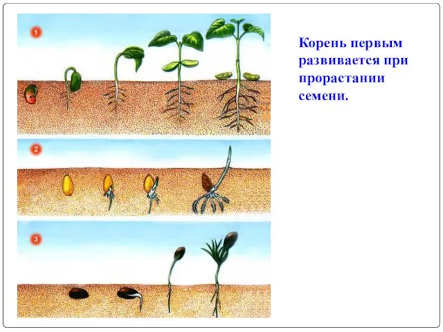 Корень первым развивается при прорастании семени.