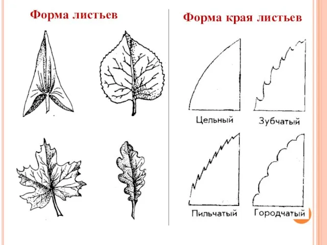 Форма листьев Форма края листьев