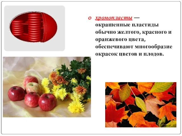 хромопласты — окрашенные пластиды обычно желтого, красного и оранжевого цвета, обеспечивают многообразие окрасок цветов и плодов.