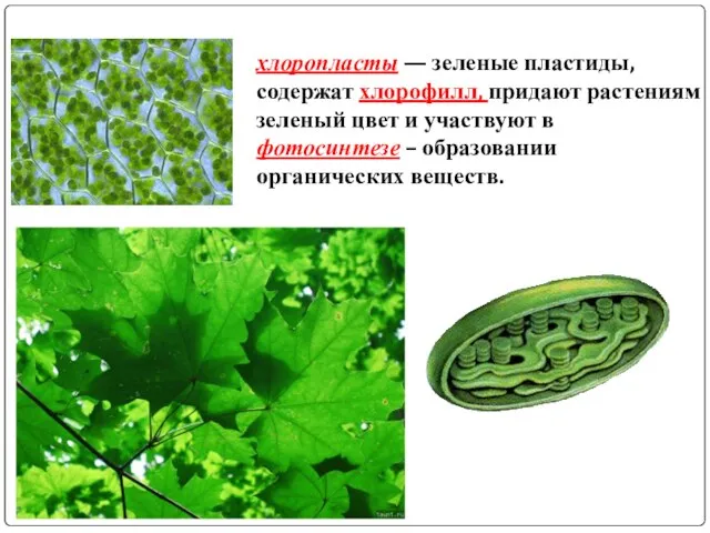 хлоропласты — зеленые пластиды, содержат хлорофилл, придают растениям зеленый цвет и участвуют