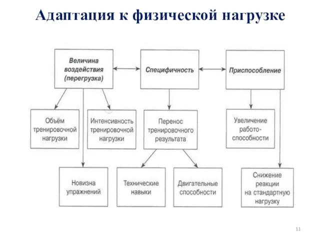 Адаптация к физической нагрузке