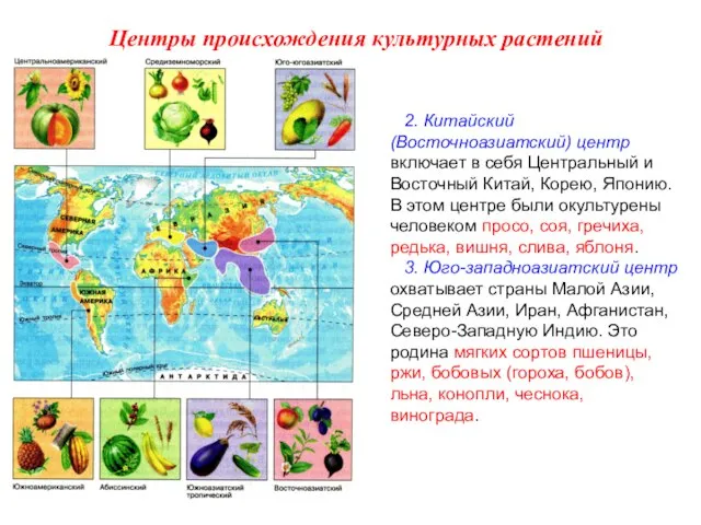 2. Китайский (Восточноазиатский) центр включает в себя Центральный и Восточный Китай, Корею,