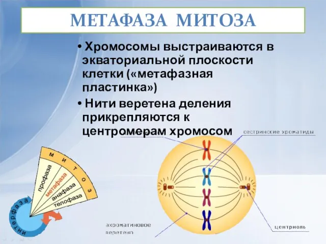 МЕТАФАЗА МИТОЗА Хромосомы выстраиваются в экваториальной плоскости клетки («метафазная пластинка») Нити веретена