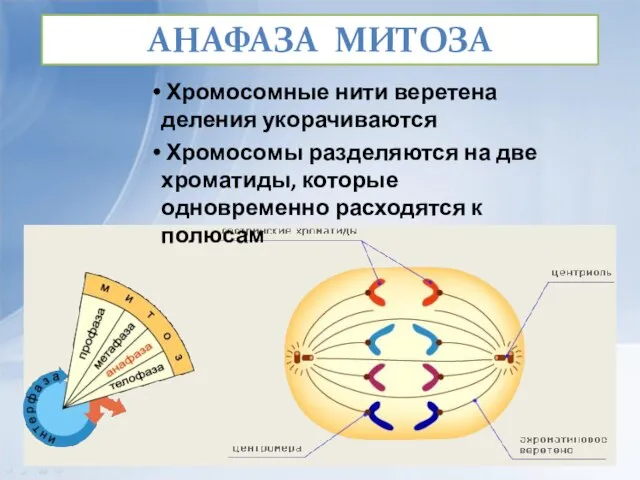 АНАФАЗА МИТОЗА Хромосомные нити веретена деления укорачиваются Хромосомы разделяются на две хроматиды,