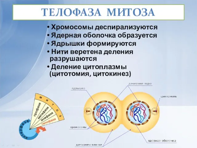 ТЕЛОФАЗА МИТОЗА Хромосомы деспирализуются Ядерная оболочка образуется Ядрышки формируются Нити веретена деления