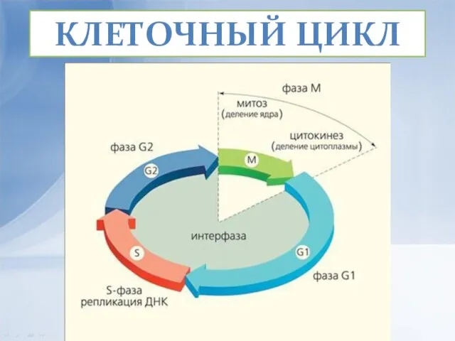 КЛЕТОЧНЫЙ ЦИКЛ