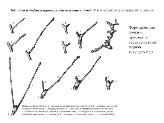 Закладка и дифференциация генеративных почек. Фазы органогенеза соцветий и цветка: Формирование почки