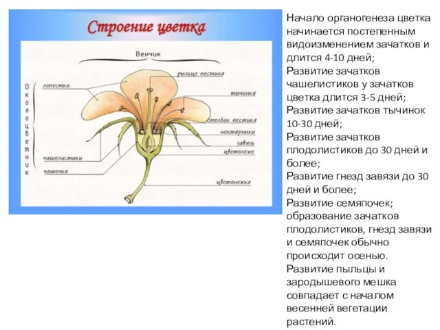 Начало органогенеза цветка начинается постепенным видоизменением зачатков и длится 4-10 дней; Развитие