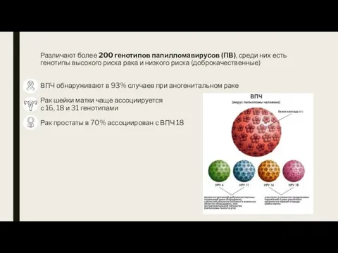 Различают более 200 генотипов папилломавирусов (ПВ), среди них есть генотипы высокого риска