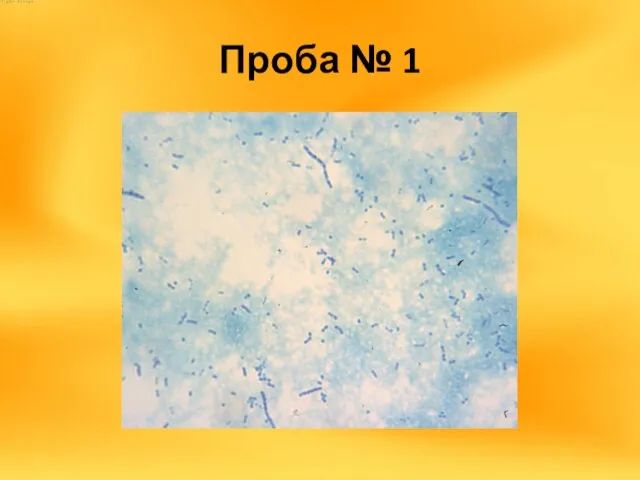 Проба № 1