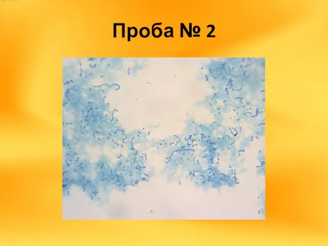 Проба № 2