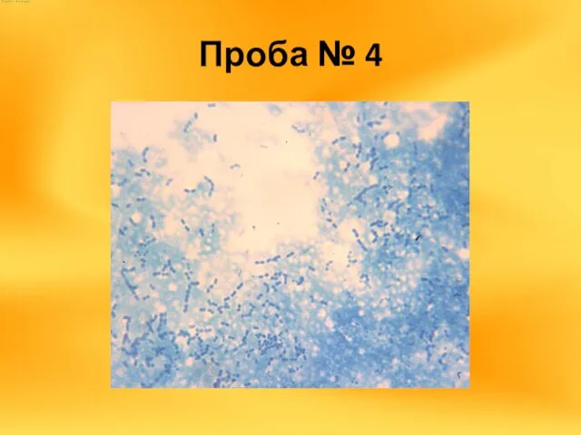 Проба № 4