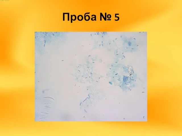 Проба № 5