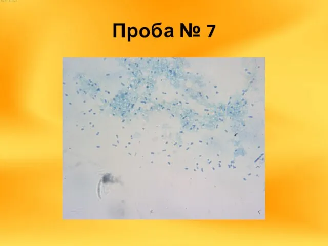 Проба № 7