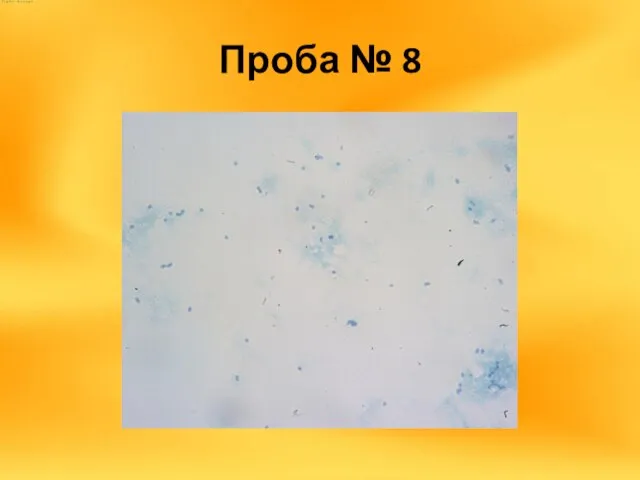 Проба № 8