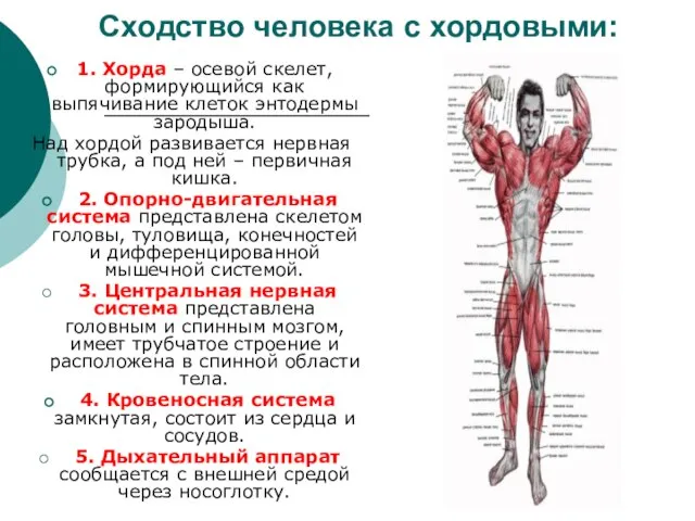 Сходство человека с хордовыми: 1. Хорда – осевой скелет, формирующийся как выпячивание