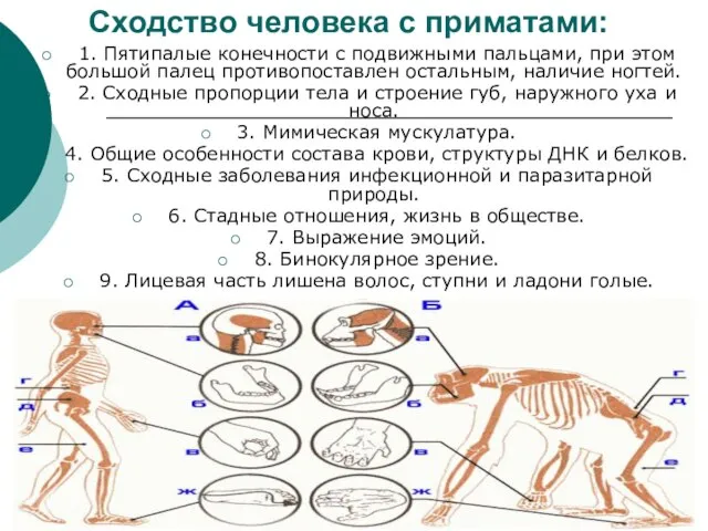 Сходство человека с приматами: 1. Пятипалые конечности с подвижными пальцами, при этом