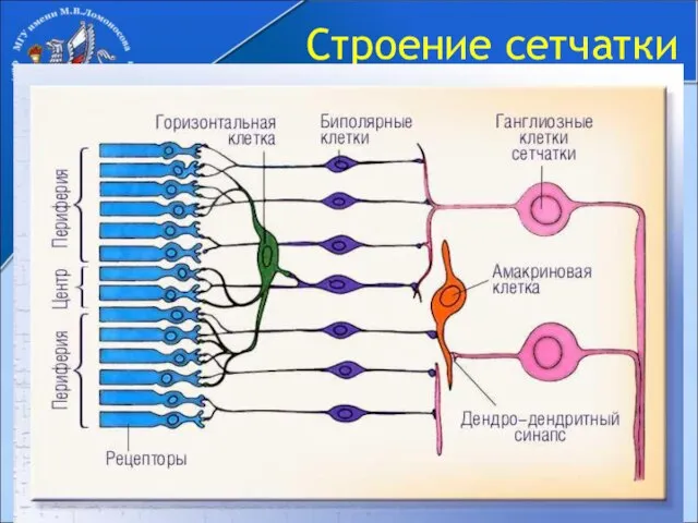 Строение сетчатки