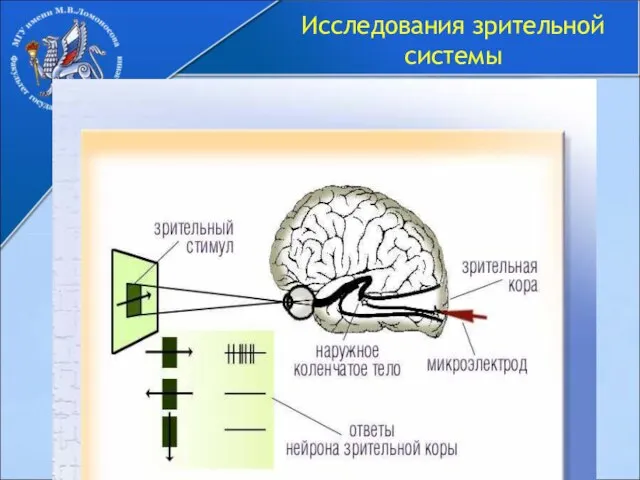 Исследования зрительной системы