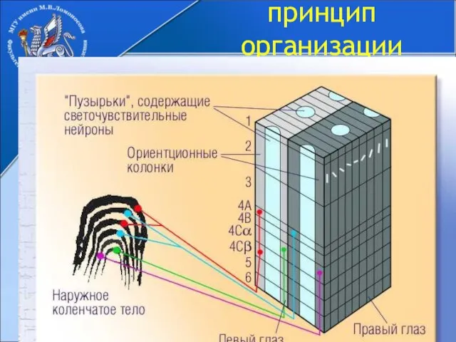 Колонковый принцип организации зрительной коры Колонки ориентационной чувствительности. Колонки глазодоминантности. Колонки цветочувствительных