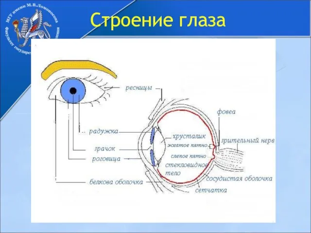 Строение глаза