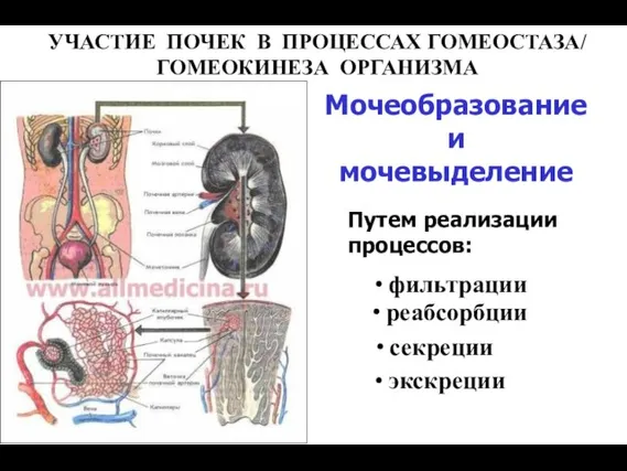 Мочеобразование и мочевыделение УЧАСТИЕ ПОЧЕК В ПРОЦЕССАХ ГОМЕОСТАЗА/ ГОМЕОКИНЕЗА ОРГАНИЗМА ∙ секреции