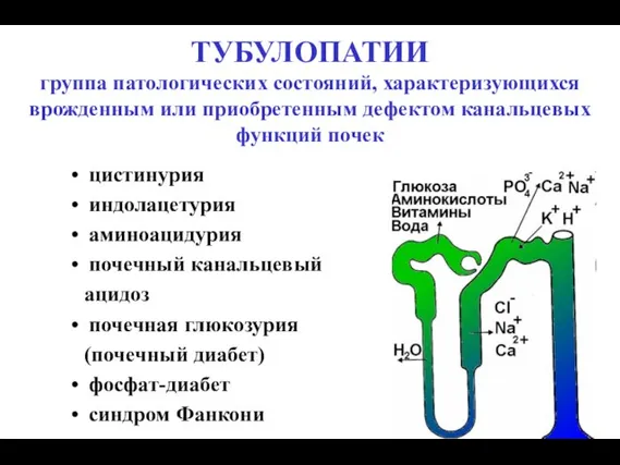 ТУБУЛОПАТИИ группа патологических состояний, характеризующихся врожденным или приобретенным дефектом канальцевых функций почек