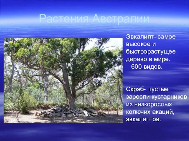 Растения Австралии Эвкалипт- самое высокое и быстрорастущее дерево в мире. 600 видов.