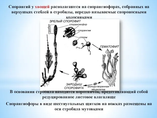 Спорангий у хвощей располагаются на спорангиофорах, собранных на верхушках стеблей в стробилы,