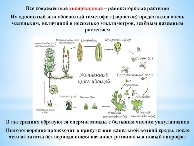 Все современные хвощевидные – равноспоровые растения Их однополый или обоеполый гаметофит (заросток)